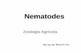 Nematodesecaths1.s3.amazonaws.com/zoologiaagricolaunt/1592903148.Phyllum... · plantas emparentadas botánicamente ... Polífagos: afectan a un amplio rango de plantas. Meloidogyne
