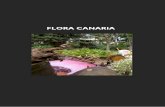 14 monográfico de la Flora 1 - museosdetenerife.org · El Centro de Documentación de Canarias y América ha elaborado su catorce monográfico dedicado a la Flora Canaria, colaborando