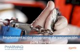 Implementación programa de vacunación para tilapia · Línea de proceso de vacunación Estanque/Jaula de cultivo de origen Acopio peces-flujo Vacunación Mesa/Máquina Recuperación