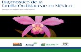 Diagnóstico de la familia Orchidaceae en México · Diagnóstico de la familia Orchidaceae en México ... Director General de Vinculación y Desarrollo Tecnológico. ... 5. Mapa