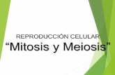 REPRODUCCIÓN CELULAR “Mitosis y Meiosis” · Ciclo celular Interfase Mitosis con citodiéresis ... • Se organiza el huso meiótico, el núcleo se desorganiza y desaparece el