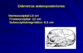 Mentooccipital:13 cm Frontooccipital: 12 cm ...uvsfajardo.sld.cu/sites/uvsfajardo.sld.cu/files/parto_normal_dr... · excavación pelviana. La contracción uterina hace que la cabeza