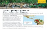 ©PATRICK MEIER Una Caminata por el Corredor del Jaguar · En varios países se encuentra en peligro de extinción . ... Panamá, Belice Año Cuatro Argentina La naturaleza y severidad