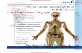 Principios de Anatomía y Fisiologíafaciasweb.uncoma.edu.ar/sites/default/files/Cap 6 Tortora... · Tejido y homeostasis El tejido óseo está en continuo crecimiento, remodelación