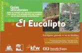 E l Eucalipto l Eucalipto - cenicafe.org · con miras a la producción de madera en la zona andina colombiana Eucalyptus grandis W. Hill ex Maiden. Los trabajos suscritos por el personal