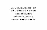 La Célula Animal en su Contexto Social: Interacciones …iib.org.ar/bajar_material.php?archivo=126.pdf · Matrix extracelular Cadherinas CAMs Integrinas Selectinas Proteoglicanos