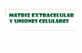 MATRIZ EXTRACELULAR Y UNIONES CELULARES - Biología … · 2016-08-01 · El tejido óseo se componen de una matriz extracelular de tejido ... •Interacciones de los leucocitos y