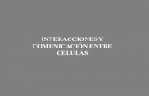 INTERACCIONES Y COMUNICACIÓN ENTRE CELULAS · 2014-08-19 · Matriz extracelular microfilamentos ... T3 y t4 NO INTERACCIONES INTERCELULARES: COMUNICACIÓN . ... INTERACCIONES INTERCELULARES