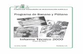 PROGRAMA DE BANANO Y - FUNDACIÓN … Página Informe de mejoramiento de banano y plátano 1 Mejoramiento de bananos de postre 1 Mejoramiento de bananos de cocción ...