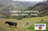 Acopio de Leche Fresca Grupo Gloria - Perú - infolactea.com · DISTRIBUCION DE PROVEEDORES ZONA SUR • Gran importancia de los pequeños productores en todas las cuencas. GANADEROS