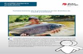 PDF PRUEBA Piscicultura 2 - Inicio - Responsabilidad ... • Manejo de 500 juveniles de “paiche” en estanques para engorde y venta de carne y la ... • Entrega de 180,000 alevinos