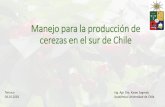 Manejo para la producción de cerezas en el sur de Chile · Participación de las exportaciones 87% 4% 4% 4% 1% Exportaciones desde el hemisferio sur Chile Argentina Australia Nueva