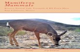 Mamíferos Mammals - terrapeninsular.orgterrapeninsular.org/wp-content/uploads/2017/04/Mamíferos... · Esta guía incluye los mamiferos registrados durante 2 años de muestreo (2012-2014),