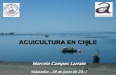 Marcelo Campos Larraín - ligamar.cl · (acuicultura de micro y pequeña empresa) • Acuicultura extensiva • Acuicultura semi intensiva • Acuicultura intensiva . Chile: “País