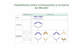 Paralelismo entre cromosomas y la teoria de Mendeldepa.fquim.unam.mx/amyd//archivero/06Aplicaciones_19158.pdf · Puede ocurrir en un autosoma. ... causada por una microdeleción en