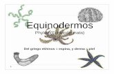 Equinodermos - Método-IV-405mtodo-iv-405.yolasite.com/resources/Equinodermos.pdf · Generalidades Son deustorostomados, marinos, sésiles y bentónicos. Poseen una simetría corporal