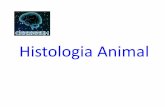 HISTOLOGIA ANIMAL - Ensino que Constrói Possibilidades ... · HISTOLOGIA É O RAMO DA BIOLOGIA QUE ESTUDA OS TECIDOS Histo (tecido); Logia (estudo) Tecidos são conjuntos de células