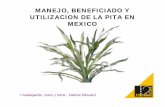 MANEJO, BENEFICIADO Y UTILIZACION DE LA PITA EN … beneficio y uso de la pita en mexico.pdf · silvestre y áreas de aprovechamiento en el sureste de ... obtención de hilo, tela