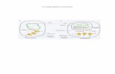 La transcripción en eucariótas - Universidad de La Laguna molecular/temas/tema28.pdf · EBF (A.castellani) Complejo de iniciación de la RNA polimerasa I Mamiferos Amplificoma Regulation