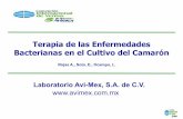Terapia de las Enfermedades Bacterianas en el Cultivo del ...abccam.com.br/wp-content/uploads/2012/01/TERAPIA_DE_ENFERM_DO... · El veloz crecimiento de la producción Camaronícola