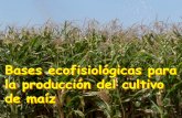 Bases ecofisiológicas para la producción del cultivo de maízagro.unc.edu.ar/~ceryol/documentos/maiz/Ecofisiología maíz 2004.pdf · Cereales y Oleaginosas 3 Esquema del Desarrollo