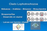 Clado Lophotrochozoa - zoologiageneral.com.arzoologiageneral.com.ar/datos/TEORICOS/Clado Lophotrochozoa 2.pdf · CUERPO (segmentado) PIGIDIO . Sistema circulatorio cerrado, 5 pares