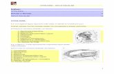Índicecentros.edu.xunta.es/iesastelleiras/depart/bioxeo/bac2/... · 2010-11-17 · características das células eucariotas vexetais. c) ... O retículo endoplasmático forma parte