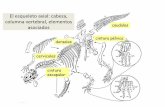 El esqueleto axial: cabeza, columna vertebral, elementos … 2016-17... · 2016-10-19 · Espina neural Proceso transverso Canal neural pedicelo Vertebrados: Esqueleto Postcraneal