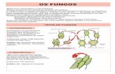 OS FUNGOS - adelaleiro.com FUNGOS.pdf · primitivos e a maioría son saprófitos (aliméntanse de restos ... moitos de auga dóce. EXEMPLOS: parásitos dos peixes e anfibios, das