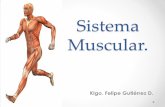 Sistema Muscular. - enfermeriavulare16.files.wordpress.com · • Compone el sistema muscular del corazón y las partes adyacentes de los grandes vasos.