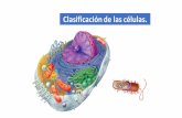 Clasificación de las células. - colegiomontedeasis.clcolegiomontedeasis.cl/.../Eucarionte-Procarionte-Vegetal-y-Animal-.pdf · Según la teoría celular la célula es la unidad