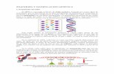 INGENIERÍA Y MANIPULACIÓN GENÉTICAcytisan.pbworks.com/w/file/fetch/66656258/Apuntes_CMC_3Trim_tema2... · En la molécula de ARN, cada base es como una letra copiada directamente