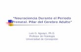 “Neurociencia Durante el Periodo Prenatal. Pilar del ...web.colegiodematronas.cl/wp-content/uploads/2017/01/DrLuisAguay... · Forma un capa sobre estructuras profundas. ... Tay