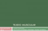 TEJIDO MUSCULAR - esfunoes.fmed.edu.uy · Tipos de fibras esqueléticas Rojas (Fibras tipo I/ fibras oxidativas lentas) ... Fibras musculares Morfología fusiforme Único núcleo
