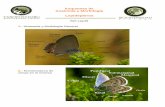 Esquemas de Anatomía y Morfología Lepidópteros Lepidopteros.pdf · Microsoft Word - Taxofoto Anatomia Lepis.doc Author: Propietario Created Date: 9/28/2010 5:10:17 PM ...