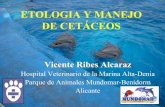 ETOLOGIA Y MANEJO DE CETÁCEOS - Universidad de Murcia · ETOLOGIA Y MANEJO DE CETÁCEOS Vicente Ribes Alcaraz Hospital Veterinario de la Marina Alta-Denia Parque de Animales Mundomar-Benidorm