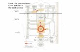 CICLO DE KREBS-2012ecaths1.s3.amazonaws.com/quimicaorganicafaz/487083157.CICLO DE... · Ciclo de Krebs o Del ácido cítrico. Etapa I: producción de acetil-CoA ... etapas de la respiración
