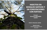 Prosopis Araucaria angustifolia Cedrela - Aula Virtual ...aulavirtual.agro.unlp.edu.ar/pluginfile.php/34495/mod_resource... · Curso Protección Forestal Año 2017 INSECTOS EN ...