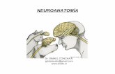 NEUROANATOMÍA Curso-2012 (para pdf)01.pdf · Vesículas encefálicas – División funcional . Cerebro (hemisferios) Telencéfalo Diencéfalo Tronco encefálico Mesencéfalo Metencéfalo