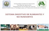 SISTEMA DIGESTIVO DE RUMIANTES Y NO RUMIANTESucv.ve/fileadmin/user_upload/facultad_agronomia/Producion_Animal/... · CERDOS AVES BOVINOS HERBÍVOROS NO RUMIANTES ... Ciego Dos ciegos