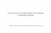 Col·lecció de microfotografies de citologia i histologia ...dugi-doc.udg.edu/.../handle/10256/7390/Microfotografies_vegetal.pdf · Col·lecció de microfotografies de citologia