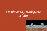 Membranas y transporte celular - uprm.edu · través de la membrana. Membranas celulares ... Regular el transporte de las moléculas que entran o salen de la célula o los organelos.