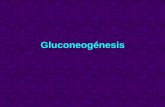 Gluconeogénesis - fcn.unp.edu.ar · Ciclo de CORI Consiste en un acoplamiento de dos rutas metabólicas: glucólisis y gluconeogénesis en dos órganos distintos músculo e hígado