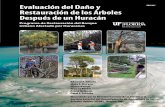 Evaluación del Daño y ENH1037 Restauración de los Árboles ... · Evaluación del Daño y Restauración de los Árboles Después de un Huracán Programa de Restauración del Bosque