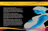 LA GENÉTICA Y LA ESPINA BÍFIDA - spinabifidaassociation.orgspinabifidaassociation.org/wp-content/uploads/2015/07/SB-Latino... · relación con la genética y están intentando identificar