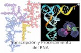 Transcripción y Procesamiento del RNAamyd.quimica.unam.mx/pluginfile.php/8384/mod_resource/content/1/9... · • Solamente los segmentos de DNA que corresponden a genes son copiados