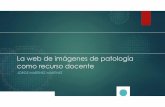 La web de imágenes de patología como recurso docente · Home Quiz Feedback English Welcome to the image database ... Universitat Autònoma de Barcelona, Spain. Here you will find