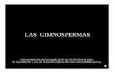 LAS GIMNOSPERMAS - botanicarum.weebly.com · LAS GIMNOSPERMAS Esta presentación está protegida por la ley de derechos de autor. Su reproducción o uso sin el permiso expreso del