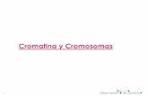 Cromatina y Cromosomas - · PDF file 2 Organización del ... Cariotipo: ordenamiento de los cromosomas segun su tamaño y la ... Un idiograma es la representación esquemática del