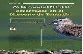 observadas en el Noroeste de Tenerife - African Bird Club · cifra no ha dejado de aumentar con algunas especies nuevas para Divagante de origen americano, el correlimos culiblanco